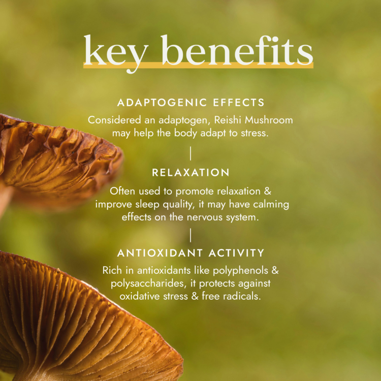 Organic Reishi Mushroom 60 vegan capsules - Image 3